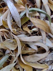 The fallen yellow dried leaves of winding willow on the ground. Macro. Background. Autumn. Leaf fall