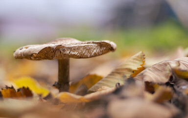 A close-up of a lone mushroom growing among autumn leaves, with a blurred background highlighting its delicate texture.
