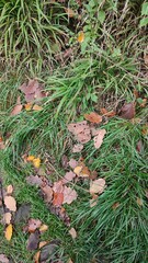 autumn leaves in the grass