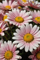 Bunch of pink and yellow flowers