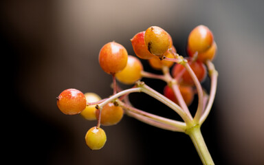 A detailed macro shot of colorful berries on a delicate branch, set against a softly blurred...