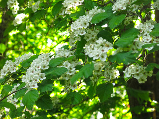 hawthorn blooms in spring with white flowers