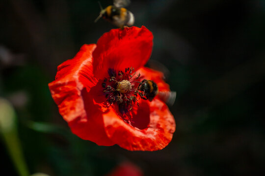 fliegende Hummeln auf Mohnbl&uuml;te