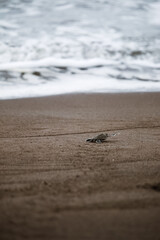 Costa Rica Rainforest Animals