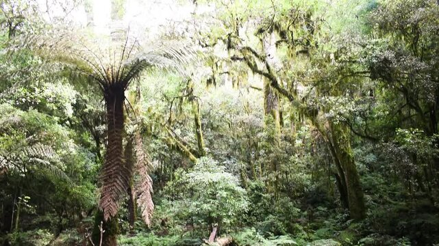 Inside an Araucaria moist forest with many Xaxins (Dicksonia sellowiana) - Sao Francisco de Paula, South of Brazil
