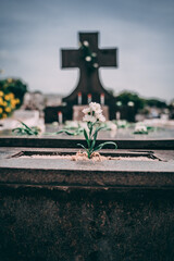 Flor com lápido ao fundo