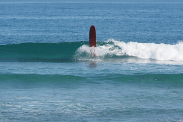 Beginner surfer falling into the ocean with surfboard longboard.