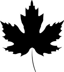 maple leaf on a white background