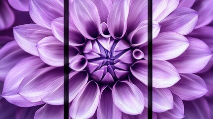 Purple Dahlia Flower Petals Close Up Image