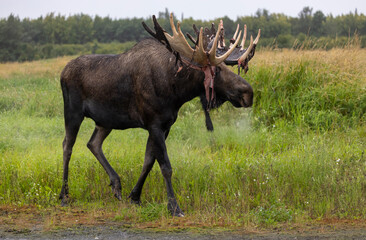 Alaska Yukon Bull Moose in Early Autumn in Alaska