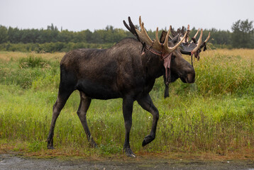 Alaska Yukon Bull Moose in Early Autumn in Alaska
