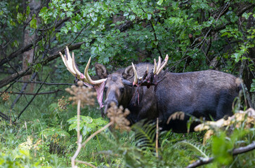 Alaska Yukon Bull Moose in Early Autumn in Alaska