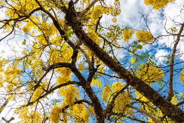 Flowering in hanging clusters of the imperial cassia tree (Cassia fistula), a small tree also known as golden shower.