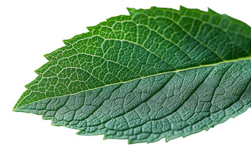 Fototapeta premium A macro view of a single mint leaf edge,