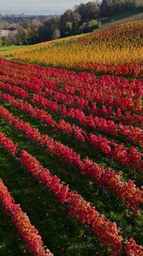 Breathtaking drone footage of Swiss vineyards in autumn, showcasing vibrant red, yellow, and green foliage in perfectly aligned rows. A stunning representation of seasonal beauty, perfect for wine 