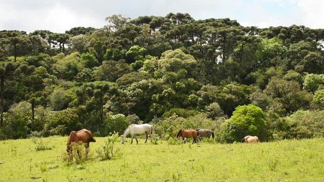 Horses grazing in Campos de cima da serra (Brazilian subtropical highlands grasslands) - Sao Francisco de Paula, South of Brazil