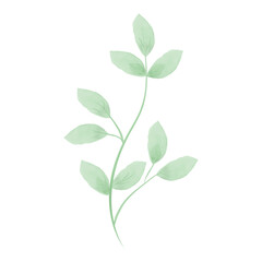 Branch with green watercolour leaves. Elegant botanical vector illustration.