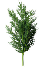 Fototapeta premium An extreme close-up of a single sprig of dill,