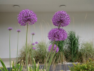 Czosnek ozdobny Gladiator - Allium Gladiator © k.mejdej