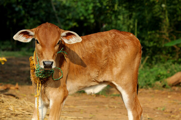 Pretty Little Baby Cow or Calf
