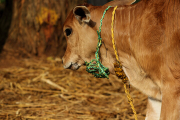 Pretty Little Baby Cow or Calf
