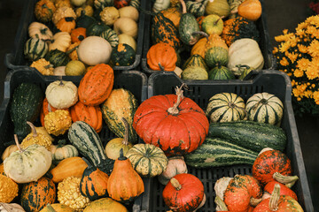 A vibrant collection of autumn gourds and pumpkins in rustic crates. Perfect for fall harvest, Thanksgiving, and autumnal themes.