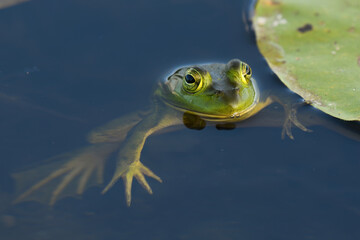 frog at its pad