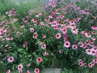 Daisies 