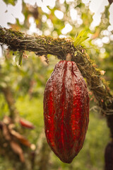 Mazorca de cacao 