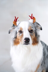 An Australian Shepherd dog wearing festive antlers sits in front of a glowing Christmas tree, creating a cozy holiday atmosphere. Close up portrait of a dog in costume. Holidays with pets
