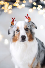 An Australian Shepherd dog wearing festive antlers sits in front of a glowing Christmas tree, creating a cozy holiday atmosphere. Close up portrait of a dog in costume. Holidays with pets