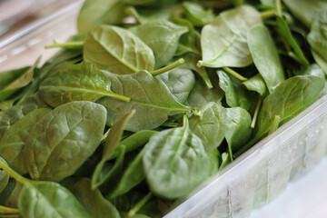 full-frame close-up of a bunch of fresh green baby spinach in a clear container background