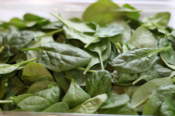 full-frame close-up of a bunch of fresh green baby spinach in a clear container background
