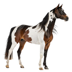 Single Brown horse Picture animal on a white background