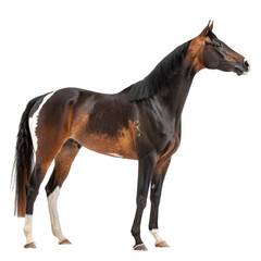 Single Brown horse Picture animal on a white background