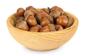 Brown acorn oak nut in wooden bowl isolated on white background