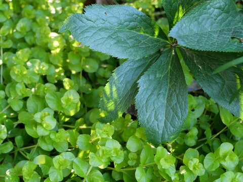 Lysimachia nummularia and Helleborus orientalis