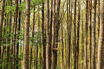 Pine forest with pine trees that grow tall and dense in sunny weather.