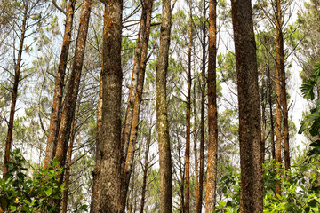 Fototapeta premium Pine forest with pine trees that grow tall and dense in sunny weather.