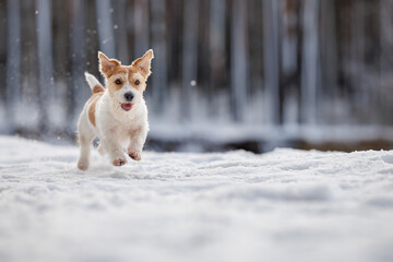 Hunting dog in the forest. Wirehaired Jack Russell Terrier on a walk. Pet runs on white snow in the park. Playing with an animal in nature