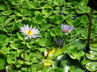 white and cream flowers with green leaves 