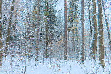 Obraz premium Serene winter forest blanketed in pristine snow, showcasing frosted trees, calm, cold atmosphere, feelings of peace, solitude