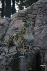 円山動物園の撮影したユキヒョウ