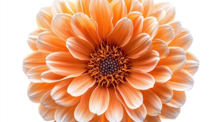 A single, vibrant peach colored dahlia with many petals