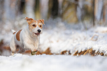 Hunting dog in the forest. Wirehaired Jack Russell Terrier on a walk. Pet runs on white snow in the park. Playing with an animal in nature