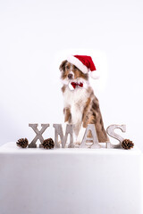 Hund mit Weihnachtsmütze als Nikolaus hinter Xmas Schriftzug