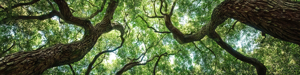 Obraz premium A dense forest is home to towering trees, their branches reaching skywards, intertwining to create a natural canopy of green.