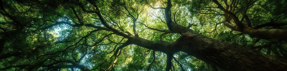 Fototapeta premium A dense forest is home to towering trees, their branches reaching skywards, intertwining to create a natural canopy of green.