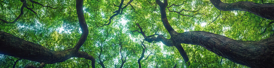 Fototapeta premium A dense forest is home to towering trees, their branches reaching skywards, intertwining to create a natural canopy of green.