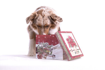 Hund mit Weihnachtsgeschenk ist neugierig